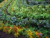 o_organic farming course